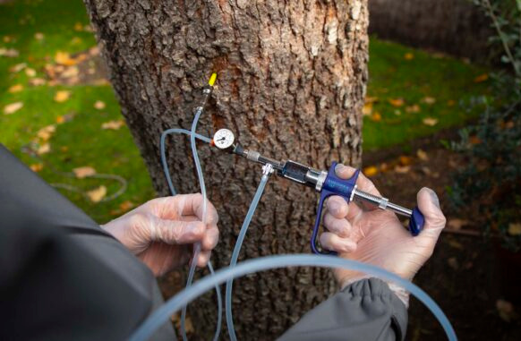 come trattare un pino con cocciniglia toumeyella