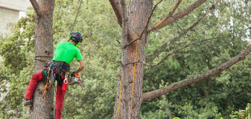 abbattimento alberi castelli romani albano velletri lanuvio genzano ariccia